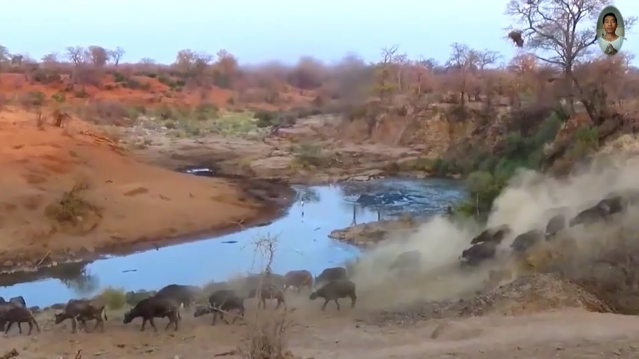 A most  buffaloes deink a waterhole  near group Rhino