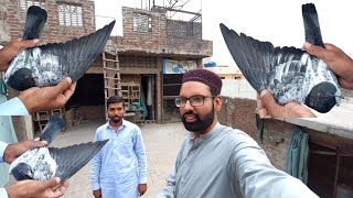 Dost K Ghar Baby Pigeon Select Kiyae Hashim Mahmood Pigeons