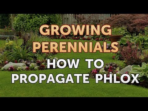 Video: Memisahkan Tumbuhan Phlox: Bagaimana dan Bila Membahagikan Phlox Di Taman