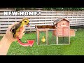 RESCUED BABY DUCK GETS A NEW HOME !