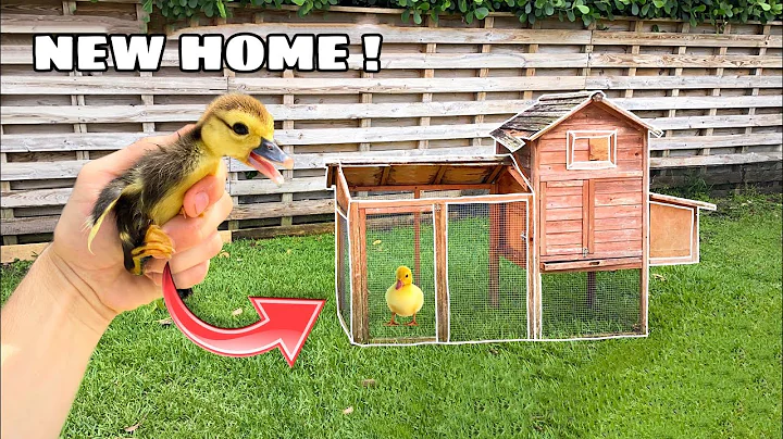 RESCUED BABY DUCK GETS A NEW HOME !