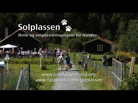 Video: Dog Eye Skader - Øyeskader Hos Hunder