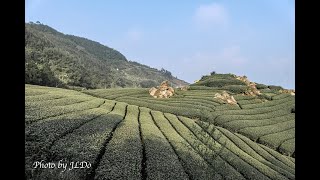 嘉義隙頂二延平步道觀雲平台，沿途茶園景觀。 