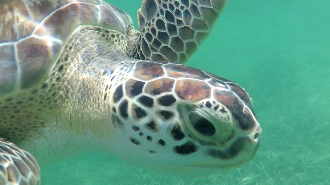 Swimming with Green Turtles @ Green Turtle Cay - YouTube
