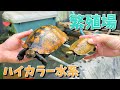 The Breeding Facility That Housed Only Beautiful Japanese Pond Turtles Was Amazing 