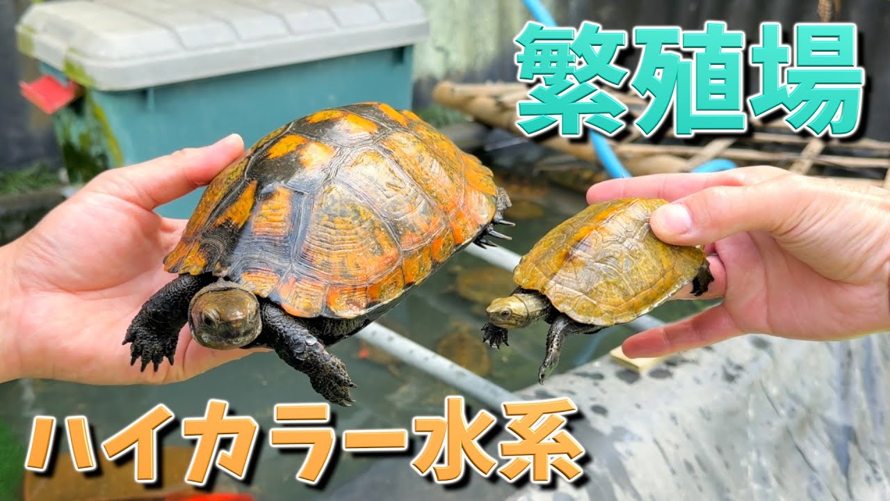 綺麗なニホンイシガメばかりを集めた繁殖場がすごかった。