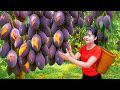 Harvest Royal Purple Mango & Goes To Market Sell - How To Make Traditional Fruit Cake | Lý Thị Ca