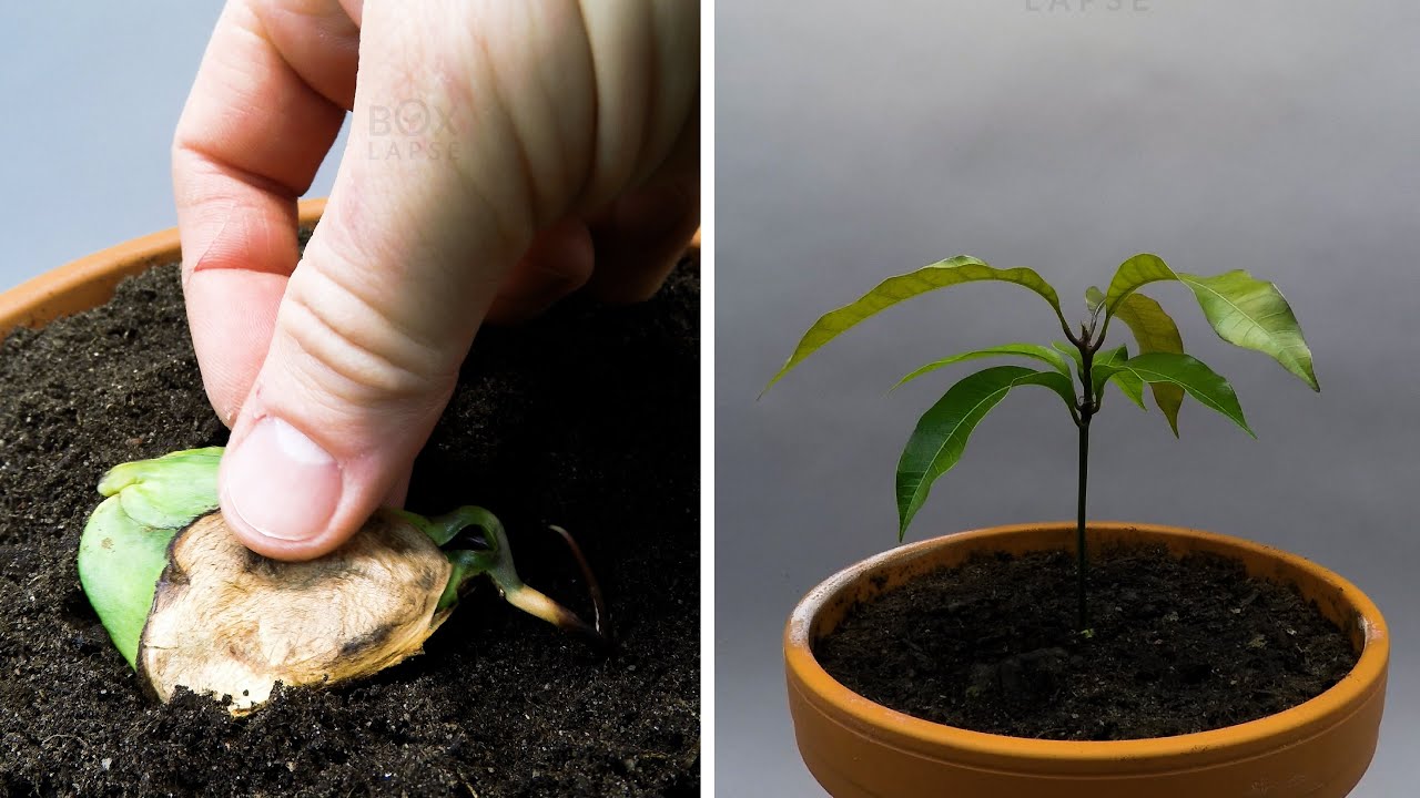 Growing Mango Tree From Seed Time Lapse - 57 Days - YouTube