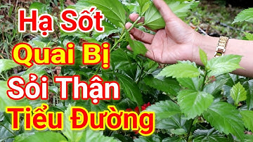 Cây dâm bụt chữa bệnh gì tốt nhất - Công dụng và cách dùng cây dâm bụt - Lưu ý khi dùng cây dâm bụt.