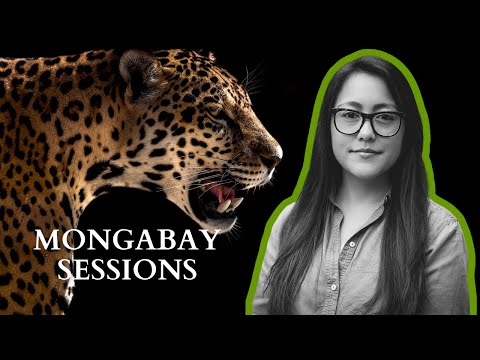 Uncovering the illegal jaguar trade in Bolivia with Emi Kondo | Mongabay Sessions