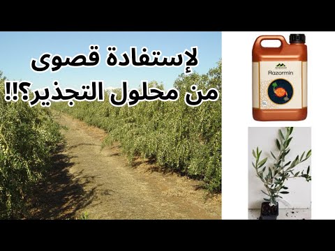 الطريقة الصحيحة لاستعمال المجذر لتسريع نمو أشجار الزيتون الزيتون لاربيكوين كرونيكي  