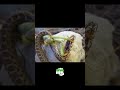 Así De Voraz Es Una Mantis Religiosa - 100%JC #shorts #animales #top #curiosidades #top10