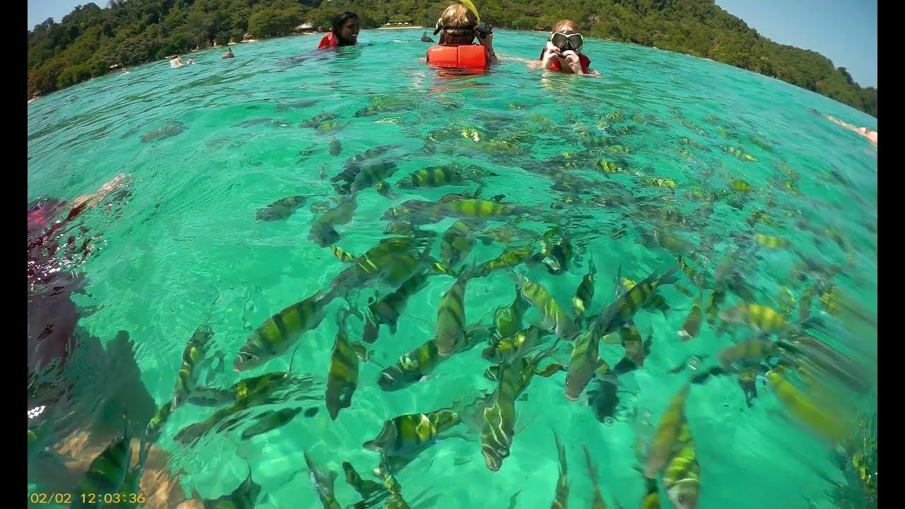koh-kradan-snorkeling-and-fish-feeding-sj6-legend-youtube