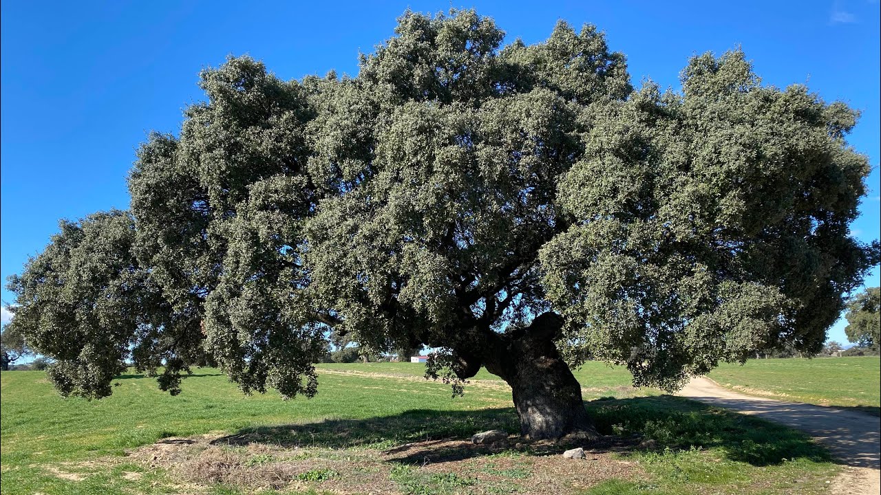 Camino Mozárabe de Santiago. Etapa 21. Alcaracejos - Hinojosa del Duque. 21,5 km. 28-01-23