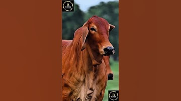 Sapi brahman #sapi #cow #sapimakan #sapigemuk