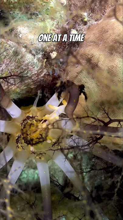 This is how sea cucumbers eat (and it’s wild) #seabook #seabookapp