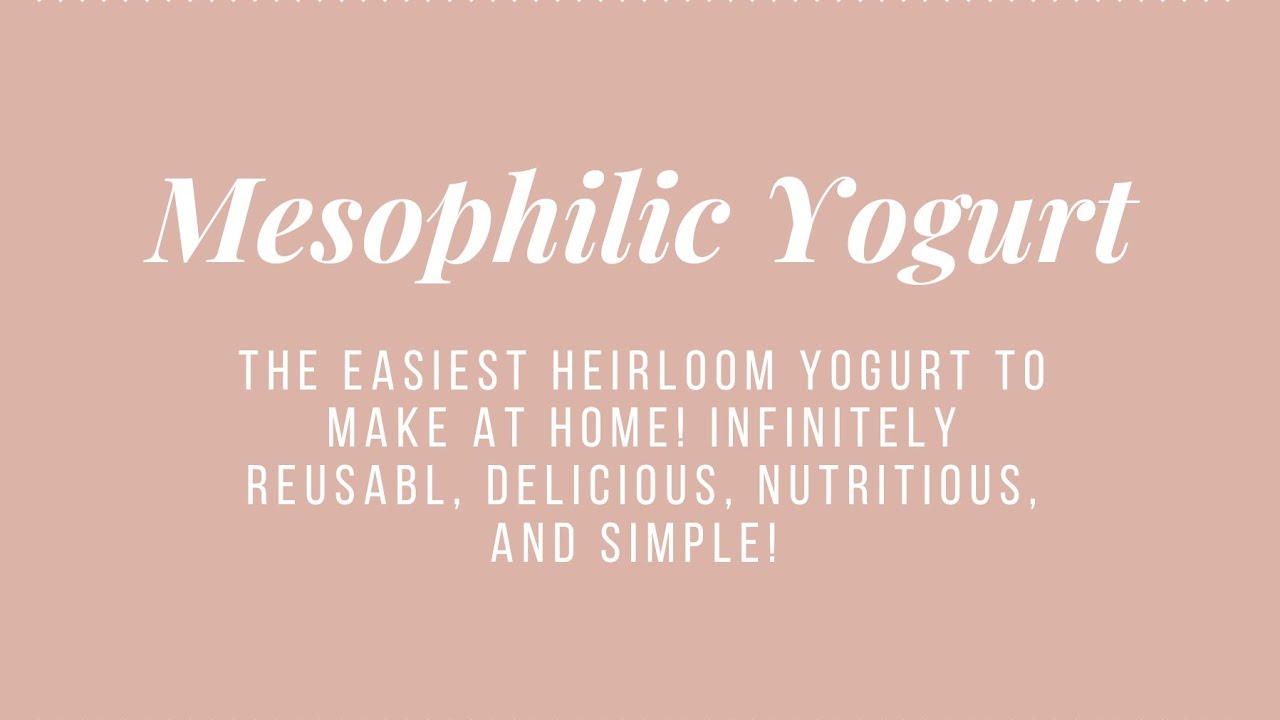 Easiest Home Made Yogurt Mesophilic Heirloom Cultures Piima and