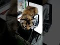 #แมวน้อย