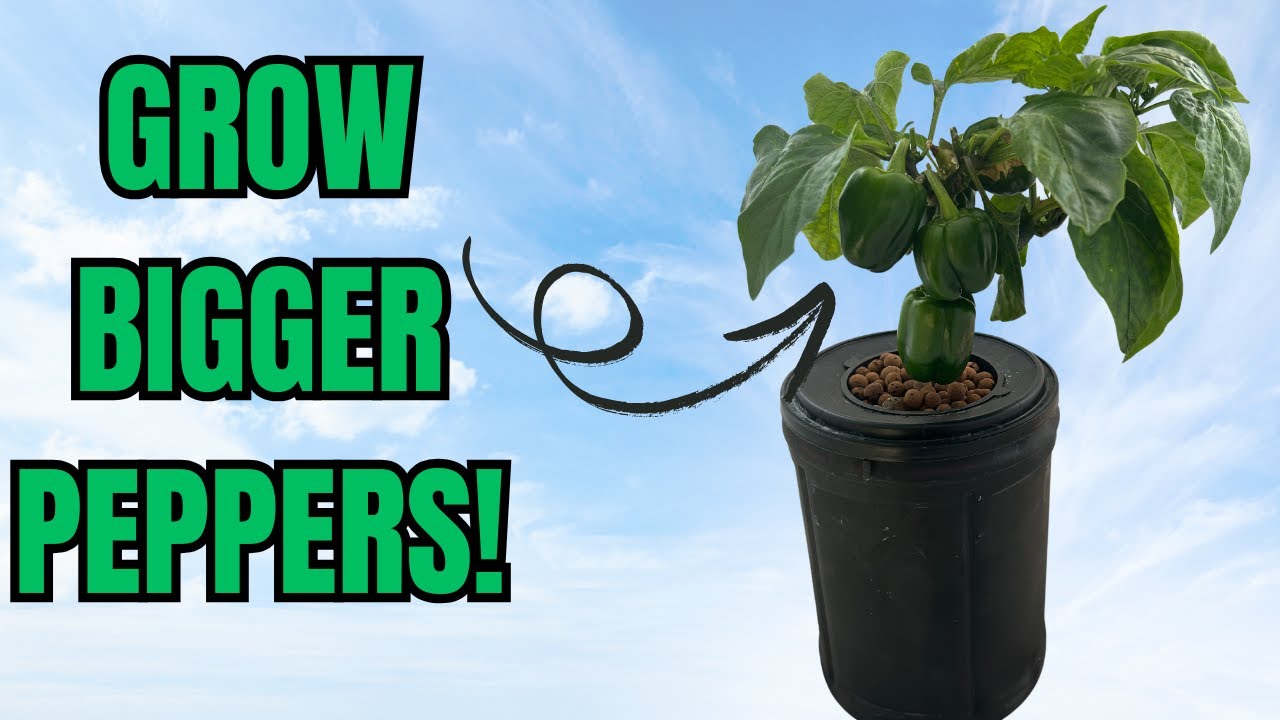 SPEED UP YOUR PEPPER GROWTH! 🫑🫑 Pruning Indoor Hydroponic Peppers