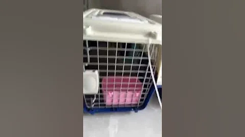 Video 2176071: cat britishshorthair kucing kitten, kitten britishshorthair kitty, britishshorthair kucing catlover, britishshorthair cat cute kucing, kitten british kitty, kittycat kitties