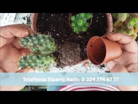 Video: Echinopsis kaktüsü: açıklama, büyüyen özellikler, sulama, nakli