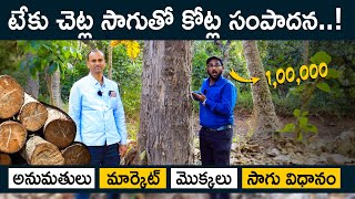 Teak Wood Farming In Telugu - Complete Details About Teak Wood Farming |టేకు చెట్ల సాగు|@FfreedomApp