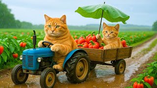 Download Lagu Live 🔴 Mama Cat Falls While Harvests Tomatoes Kitten Become Little Heroes Take Care of Mother 🐾🌡️😿 MP3 Download Lagu Live 🔴 Mama Cat Falls While Harvests Tomatoes Kitten Become Little Heroes Take Care of Mother 🐾🌡️😿 MP3