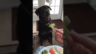 So cute 🥰🥰🥰 #gif #funny #dog