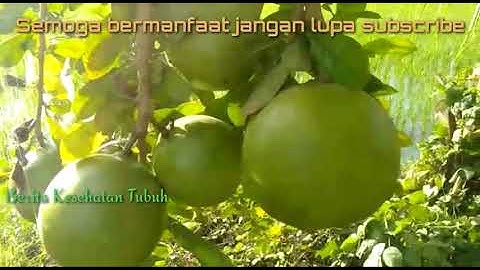 Terungkap!! Berbagi Khasiat Buah Maja Yang Pahit Ternyata Punya Banyak Manfaat Bagi Kesehatan