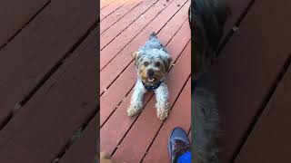 Adorable dog (yorkie doing tricks) #yorkie #pups #puppylove #dogtricks #yorkies #watchthis #gooddog