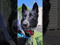 Adopt or Foster CELESTE!