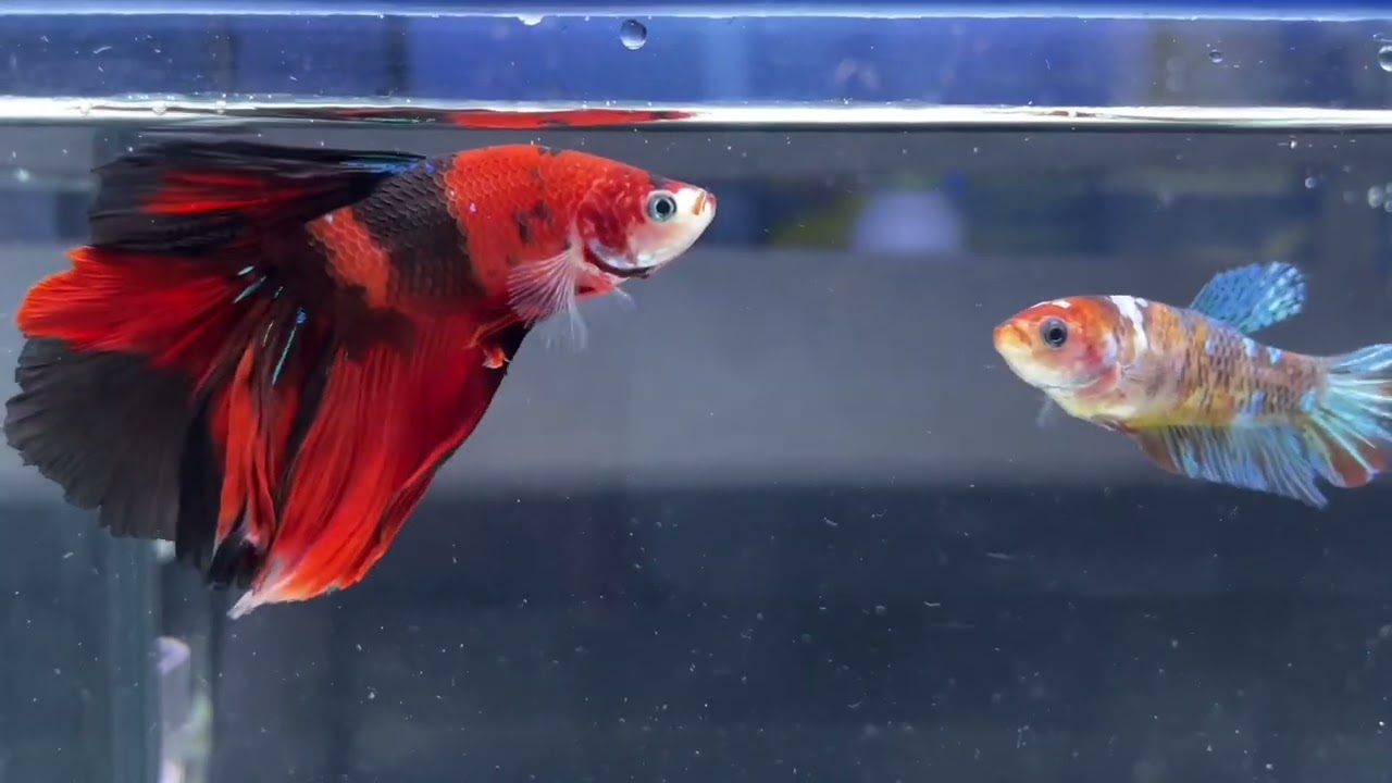 A36 ベタちゃん #ベタ #熱帯魚 #タイ #ベタ好き #アクアリウム #一人暮らし #コロナに負けるな #ペット ＃可愛い #LOVE ...