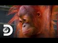 Baby Orangutan Bursts Into Tears On The Climbing Ropes | Meet The Orangutans