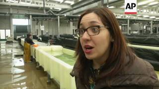 Shellfish delicacy becomes big business in Spain