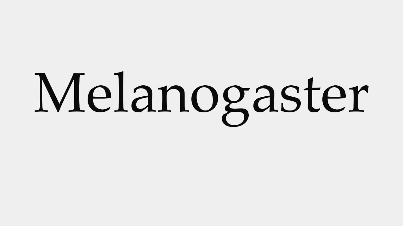 melanotan pronunciation How to Pronounce Melanogaster