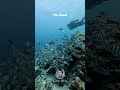 Between the islands and the blue, every dive feels like a dream #lakshadweepdiving #fundive #scuba