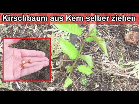 Video: Kirsche Aus Surinam