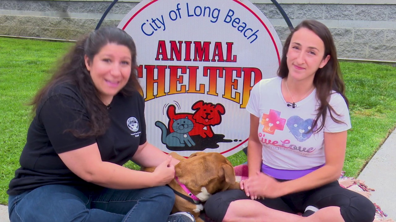Animal Care Services Foster the 4th with Live Love Animal Rescue YouTube