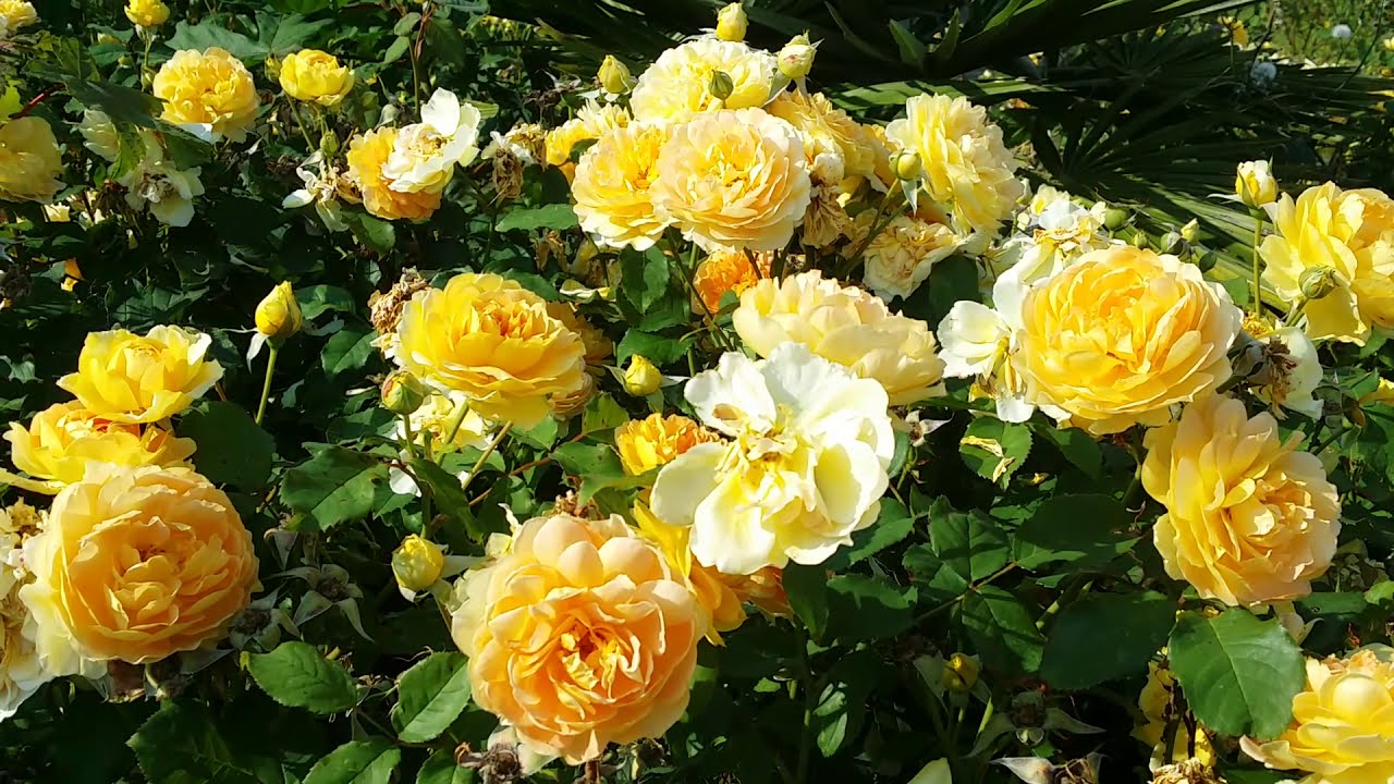 Norfolk Yellow Roses. YouTube