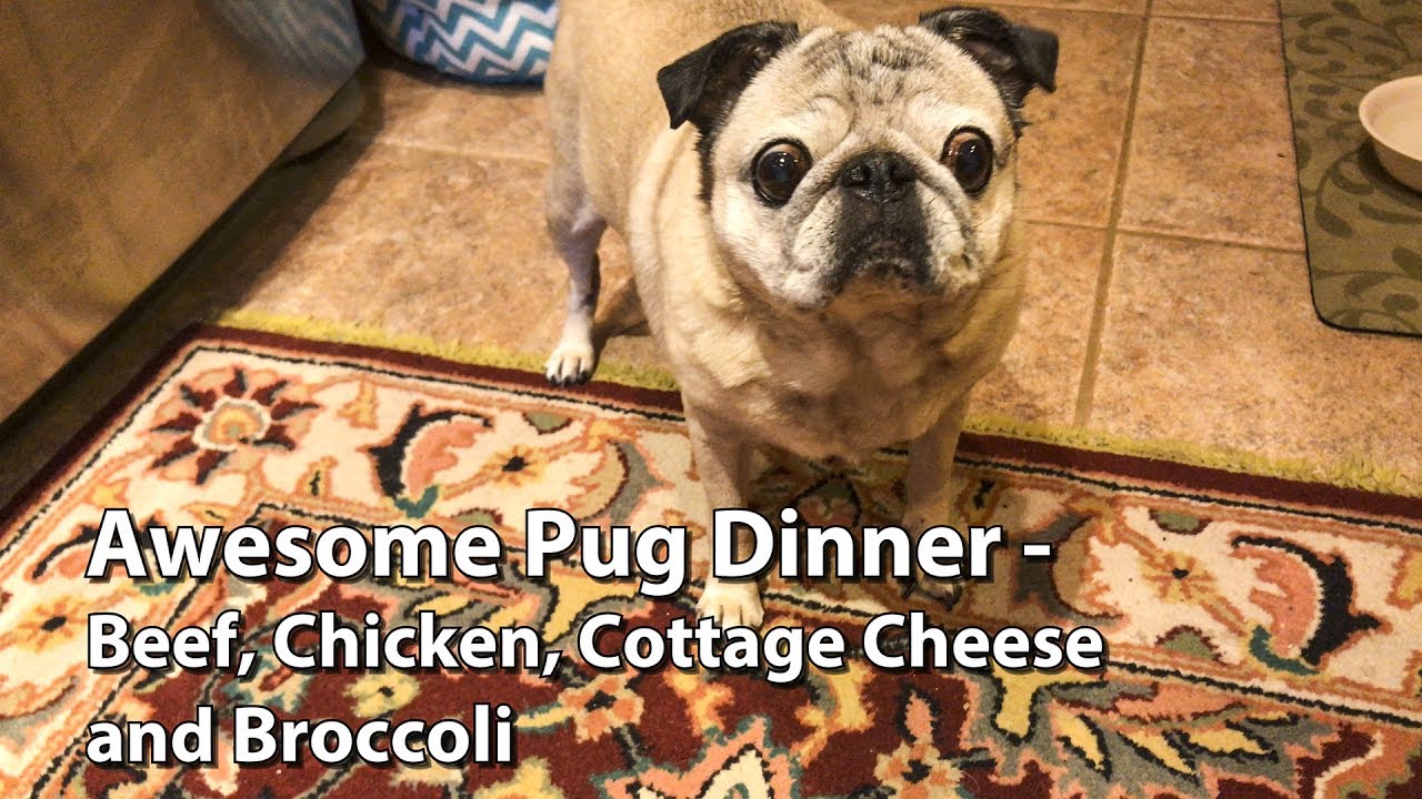 Awesome Pug Dinner Beef Chicken Cottage Cheese And Broccoli