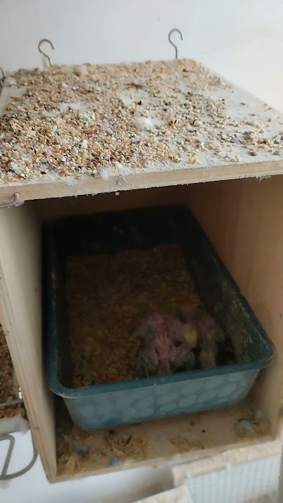 Biseksuallik va BDSM