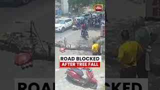 Viral Video: Road Blocked After Massive Tree Fall | Nagpur Traffic Disrupted in Sudden Incident