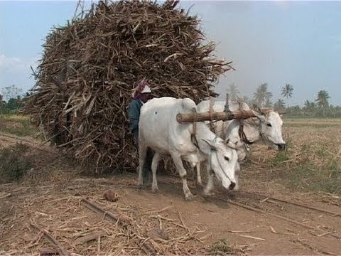 Asembagus Sugar Mill, East Java, Indonesia