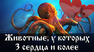 Животные у которых 3 сердца и более