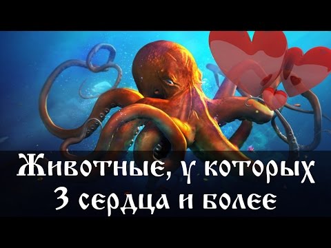 Животные у которых 3 сердца и более