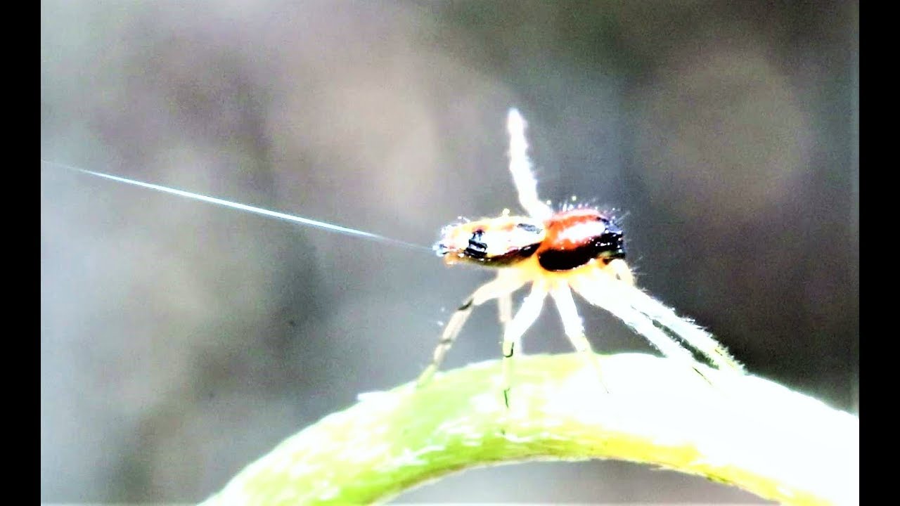 camera iphone 8 plus apk Spider shoots silk