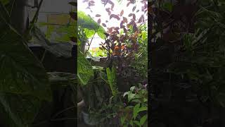 Indore Garden Overview Ll Short Video Viral Gardening Short 