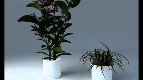 Pot Plant / Plant / Tree 3D models| 3ds, max, obj, c4d, lwo