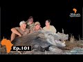 Bushpig from a blind, and Run&amp;Gun style. Africa&#39;s Sportsman Show Ep 101