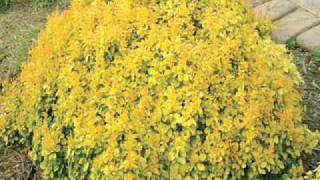 Sunjoy Barberry Series